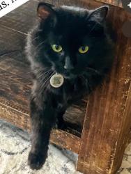 Lost Female Cat last seen Fantail and Deck hse Rd., Fort Worth, TX 76179