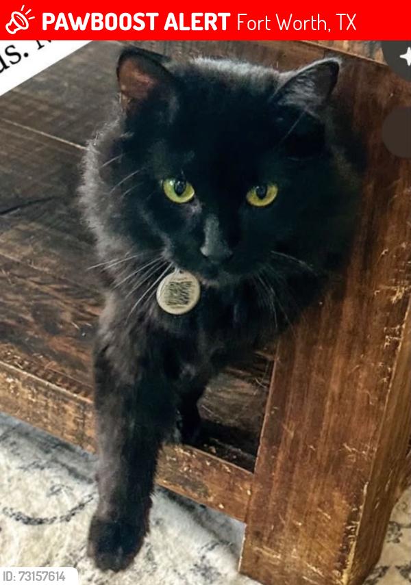 Lost Female Cat last seen Fantail and Deck hse Rd., Fort Worth, TX 76179