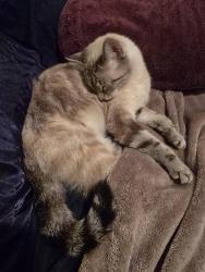 Lost Female Cat last seen Coyote Ridge, Spring Branch, TX 78070