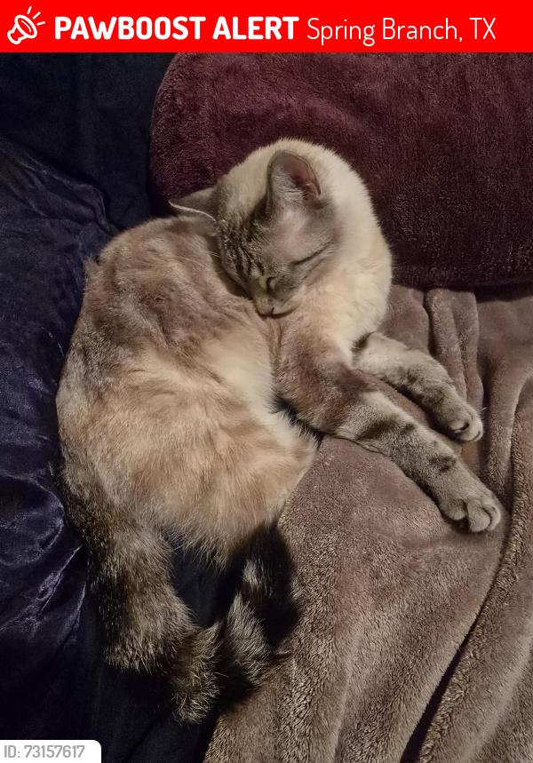 Lost Female Cat last seen Coyote Ridge, Spring Branch, TX 78070