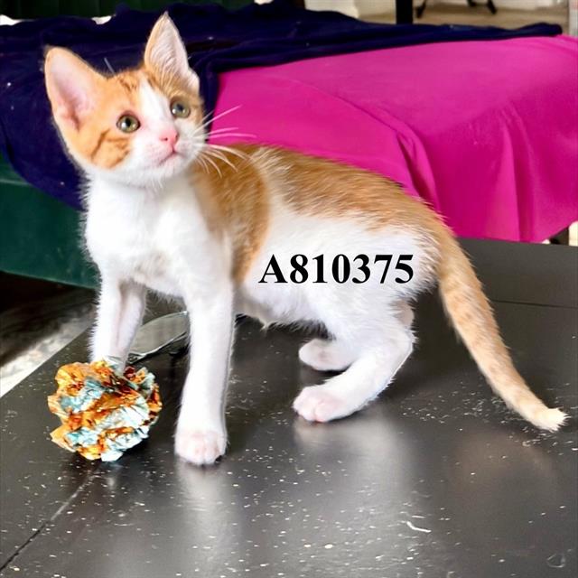 Shelter Stray Male Cat last seen 36ST BY CLINIC, 4710 TX-151, San Antonio, TX 78227, USA