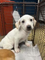 Shelter Stray Female Dog last seen Near BLOCK DUKE AVE, 4710 TX-151, San Antonio, TX 78227, USA