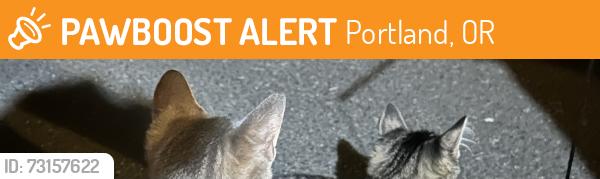 Found/Stray Unknown Cat last seen Near SE Division St, Portland, OR 97266, Portland, OR 97266
