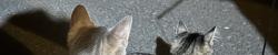 Found/Stray Unknown Cat last seen Near SE Division St, Portland, OR 97266, Portland, OR 97266