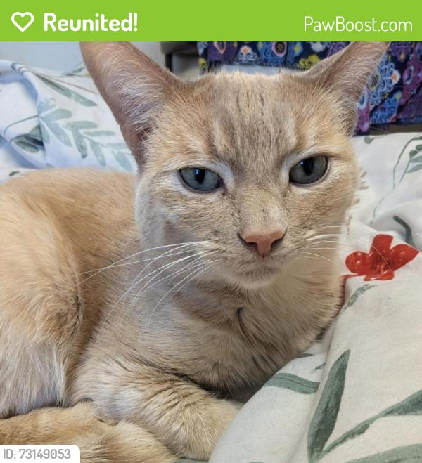Reunited Female Cat last seen Gelenview Dr, Running Springs, CA 92382