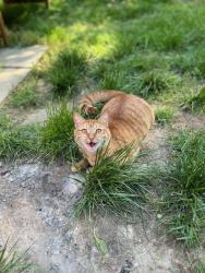 Reunited Female Cat last seen Musselman Drive & E. Arnold Road, Poughkeepsie, NY 12601