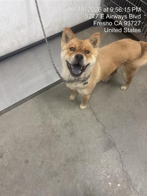 Shelter Stray Female Dog last seen Near BLOCK N FINE AVE, FRESNO CA 93727 1916, 5277 E Airways Blvd, Fresno, CA 93727, USA