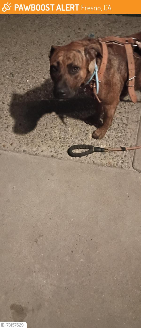 Found/Stray Female Dog last seen Shields & Brawly 93722, Fresno, CA 93722