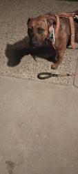 Found/Stray Female Dog last seen Shields & Brawly 93722, Fresno, CA 93722