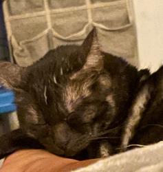 Lost Male Cat last seen New York n Mayfield, Arlington, TX 76014