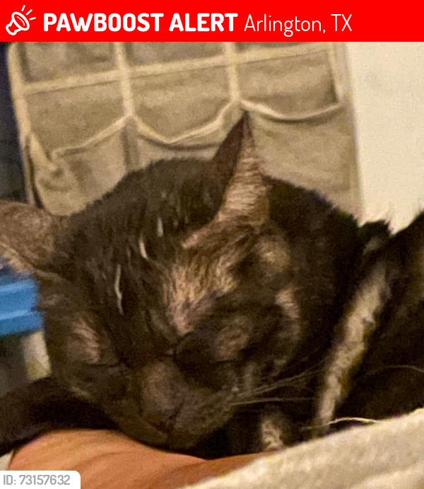 Lost Male Cat last seen New York n Mayfield, Arlington, TX 76014
