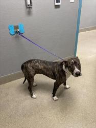 Shelter Stray Female Dog last seen , 655 N Mojave Rd, Las Vegas, NV 89101, USA