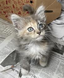 Shelter Stray Female Cat last seen , 3201 Lacy St, Los Angeles, CA 90031, USA