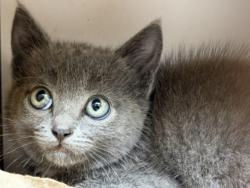 Shelter Stray Female Cat last seen , 3201 Lacy St, Los Angeles, CA 90031, USA