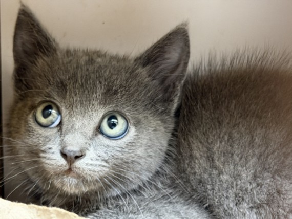 Shelter Stray Female Cat last seen , 3201 Lacy St, Los Angeles, CA 90031, USA