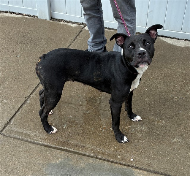 Shelter Stray Female Dog last seen Near BLOCK S 9TH ST, 3528 Newburg Rd, Louisville, KY 40218, USA