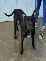 Shelter Stray Male Dog last seen Near BLOCK TENNESSEE AVE, 3528 Newburg Rd, Louisville, KY 40218, USA