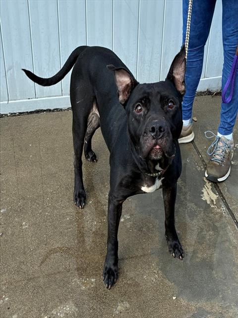 Shelter Stray Male Dog last seen Near BLOCK TENNESSEE AVE, 3528 Newburg Rd, Louisville, KY 40218, USA