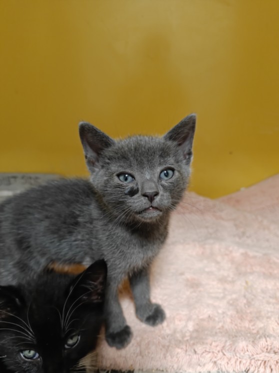 Shelter Stray Male Cat last seen , 3201 Lacy St, Los Angeles, CA 90031, USA