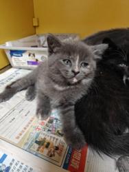 Shelter Stray Female Cat last seen , 3201 Lacy St, Los Angeles, CA 90031, USA