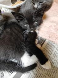 Shelter Stray Female Cat last seen , 3201 Lacy St, Los Angeles, CA 90031, USA