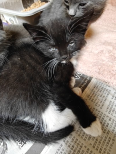 Shelter Stray Female Cat last seen , 3201 Lacy St, Los Angeles, CA 90031, USA