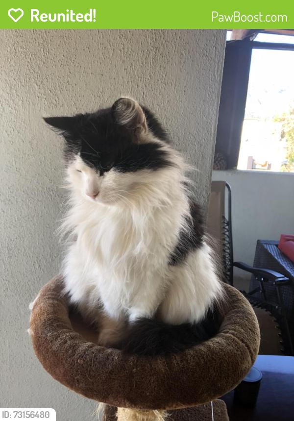 Reunited Male Cat last seen Colorado Ave, Pasadena, CA 91107