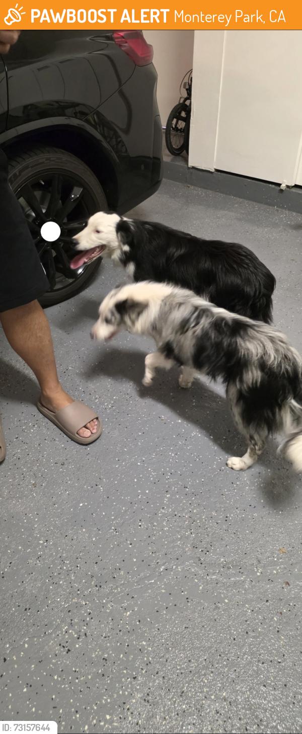 Found/Stray Unknown Dog last seen Browning Place. Monterey park, ca 91755, Monterey Park, CA 91755