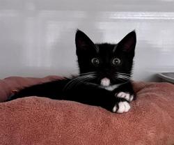 Shelter Stray Female Cat last seen FILLMORE X BUSH, 1419 Bryant St, San Francisco, CA 94103, USA