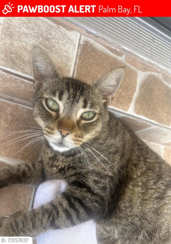 Lost Female Cat last seen Ellington Ave Palm Bay fl, Palm Bay, FL 32909