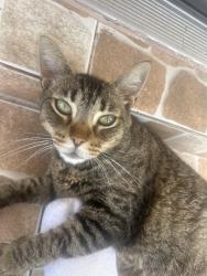 Lost Female Cat last seen Ellington Ave Palm Bay fl, Palm Bay, FL 32909
