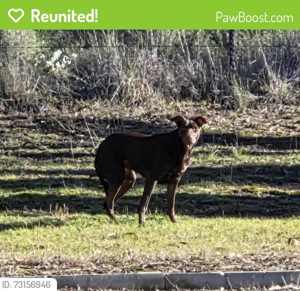 Reunited Unknown Dog last seen Hyslop Cres, CASEY ACT, Casey, ACT 2913