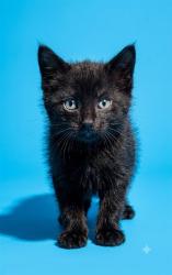 Shelter Stray Male Cat last seen Near BLOCK VALLEYVIEW DR IN CAR ENGINE BAY, 2020 Forest St, Jacksonville, FL 32204, USA