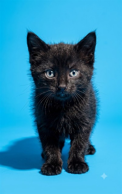 Shelter Stray Male Cat last seen Near BLOCK VALLEYVIEW DR IN CAR ENGINE BAY, 2020 Forest St, Jacksonville, FL 32204, USA