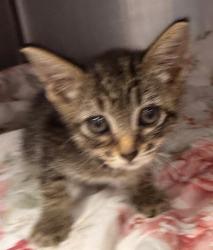 Shelter Stray Female Cat last seen Near BLOCK NORMANDY BLVD, 2020 Forest St, Jacksonville, FL 32204, USA