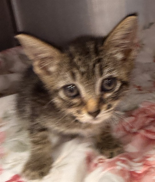 Shelter Stray Female Cat last seen Near BLOCK NORMANDY BLVD, 2020 Forest St, Jacksonville, FL 32204, USA
