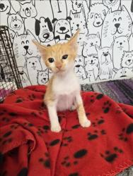 Shelter Stray Female Cat last seen , 957 N Gaffey St, San Pedro, CA 90731, USA