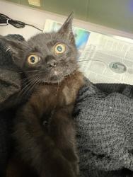 Shelter Stray Female Cat last seen Near BLOCK ARLINGTON EXPY APT 114, 2020 Forest St, Jacksonville, FL 32204, USA
