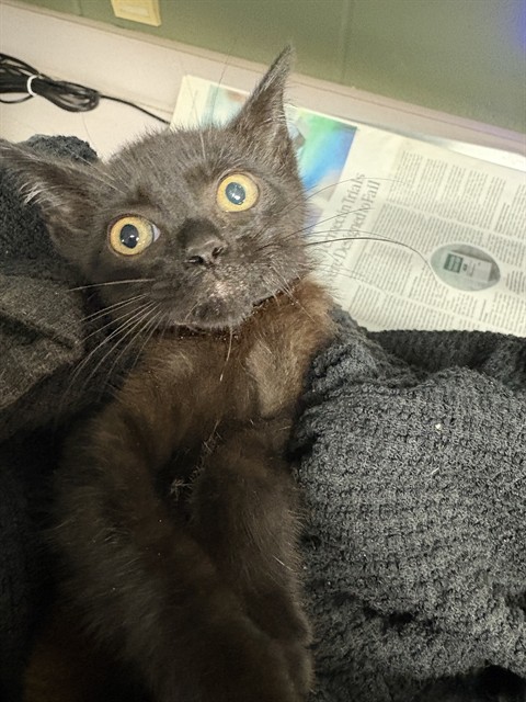 Shelter Stray Female Cat last seen Near BLOCK ARLINGTON EXPY APT 114, 2020 Forest St, Jacksonville, FL 32204, USA