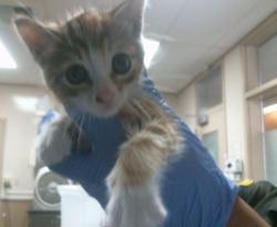Shelter Stray Female Cat last seen UNDERHILL DR/HARDESTER DR,95828, 3839 Bradshaw Rd, Sacramento, CA 95827, USA