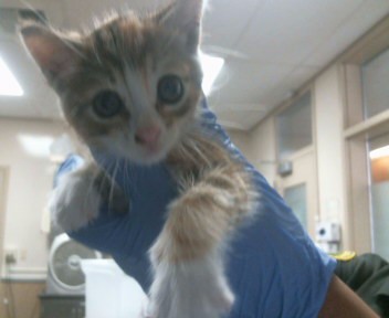 Shelter Stray Female Cat last seen UNDERHILL DR/HARDESTER DR,95828, 3839 Bradshaw Rd, Sacramento, CA 95827, USA