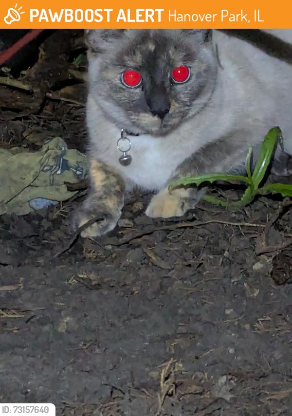 Found/Stray Unknown Cat last seen Near Delmonte Dr, Hanover Park, IL 60133, Hanover Park, IL 60133