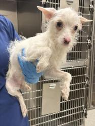 Shelter Stray Female Dog last seen POPPY RIDGE RD / COSBY WAY, 9150 Union Park Way, Elk Grove, CA 95624, USA