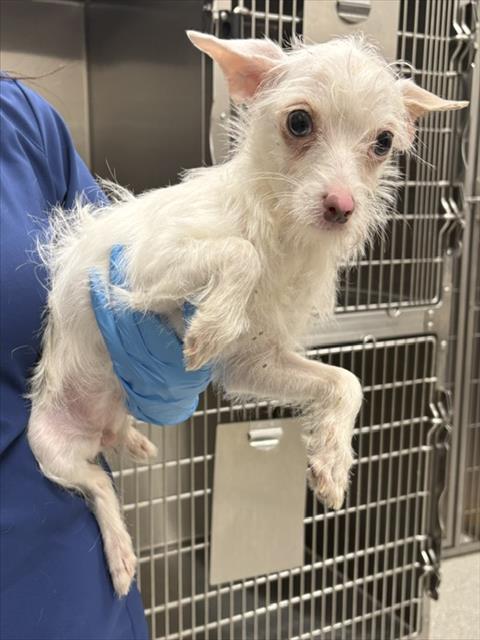 Shelter Stray Female Dog last seen POPPY RIDGE RD / COSBY WAY, 9150 Union Park Way, Elk Grove, CA 95624, USA