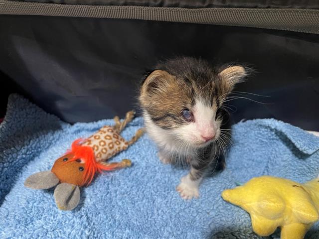 Shelter Stray Male Cat last seen CHARLOTTE, 8315 Byrum Dr, Charlotte, NC 28217, USA
