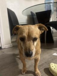 Found/Stray Male Dog last seen Delphinium ave, Moreno Valley, CA 92553