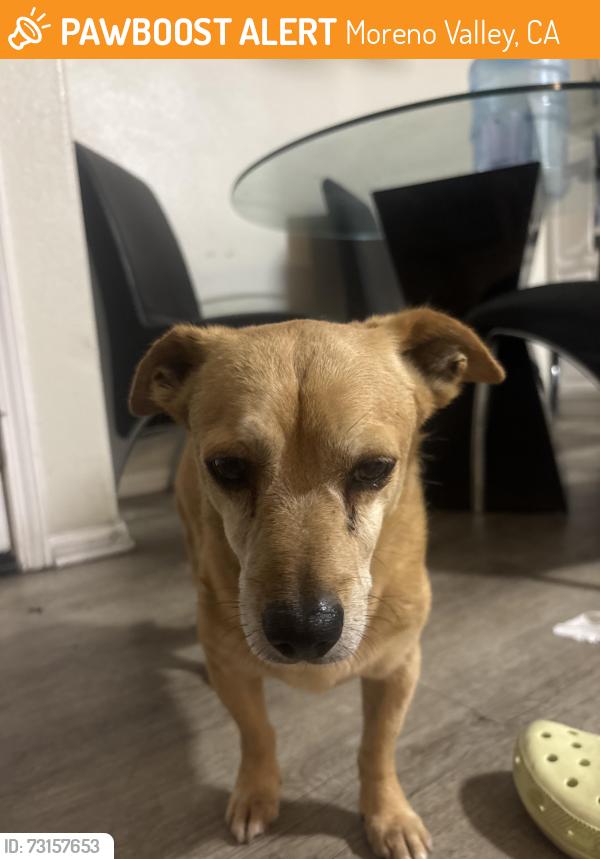 Found/Stray Male Dog last seen Delphinium ave, Moreno Valley, CA 92553