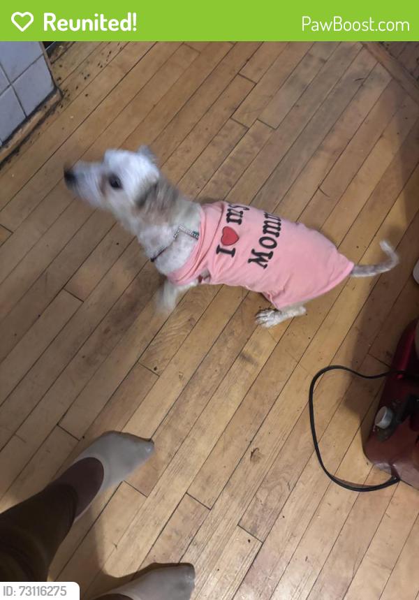 Reunited Female Dog last seen Near S Campbell Ave, Chicago, IL 60617