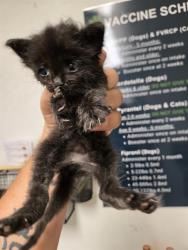 Shelter Stray Male Cat last seen Near BLOCK ETHRUM AVE, BAKERSFIELD CA 93307, 3951 Fruitvale Ave, Bakersfield, CA 93308, USA