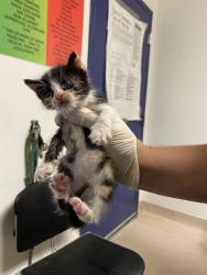 Shelter Stray Female Cat last seen Near BLOCK MC KINNON AVE, BAKERSFIELD CA 93306, 3951 Fruitvale Ave, Bakersfield, CA 93308, USA